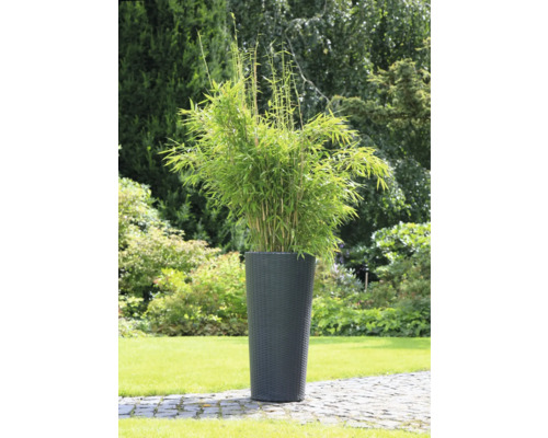 Bambus im Pflanzkübel für den Garten