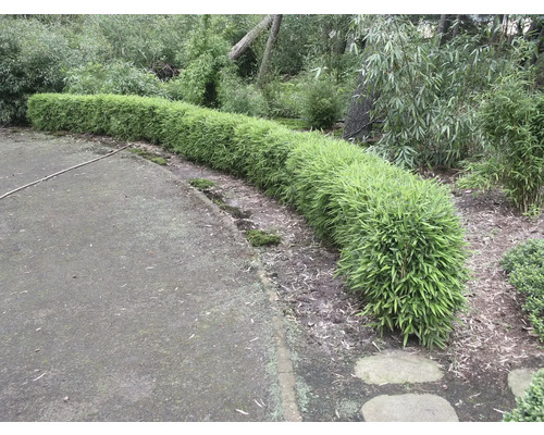 Eine Reihe von Bambuspflanzen im Garten.