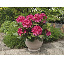 Großblumige Alpenrose rot FloraSelf Rhododendron Hybride Co 5 L Liebhaber-Sorten