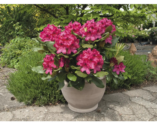 Rhododendron im Topf mit üppigen Blüten und grünen Blättern.