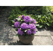 Lila Rhododendron in einem Topf auf einer Terrasse.