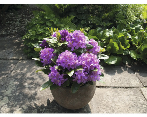 Lila Rhododendron in einem Topf auf einer Terrasse.