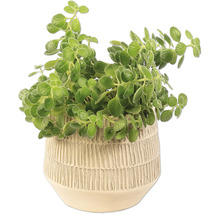 Plectranthus im Topf für Innenräume