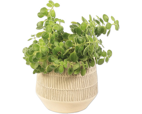 Plectranthus im Topf für Innenräume
