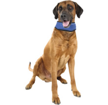 Brauner Hund mit Kühlhalsband