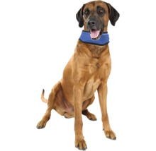 Sitzender Rhodesian Ridgeback mit Kühlhalsband für Hunde