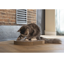 Katze spielt mit einem Kratzbrett auf einem Holzboden