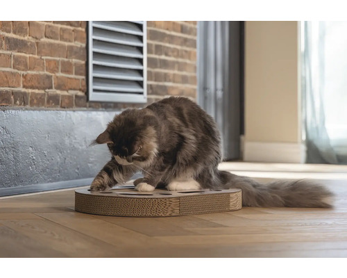 Katze spielt mit einem Kratzbrett auf einem Holzboden