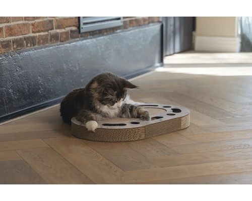 Maine-Coon-Katze auf einem Kratzbrett aus Pappe