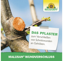 Malusan Wundverschluss auf einem Baumstamm nach dem Beschneiden