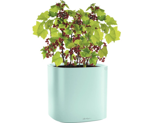 Rote Johannisbeere im Pflanzgefäß