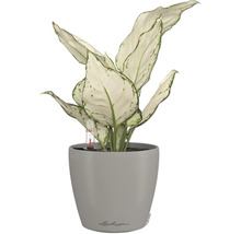 Dieffenbachie Pflanze im grauen Topf mit Wasserstandsanzeige