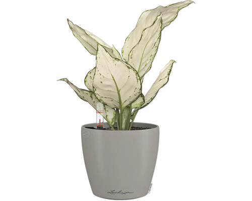 Dieffenbachie Pflanze im grauen Topf mit Wasserstandsanzeige