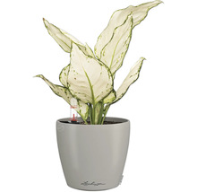 Dieffenbachie Pflanze im grauen Lechuza Blumentopf mit Wasserstandsanzeige