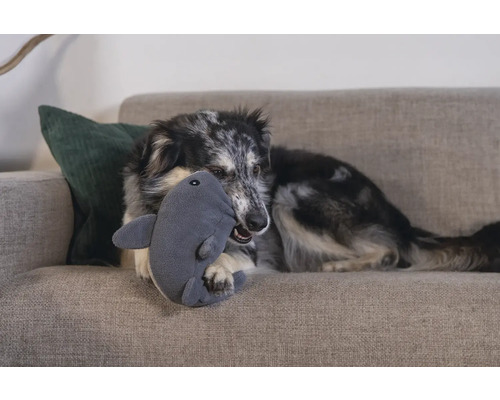 Ein Hund liegt auf einem Sofa und spielt mit einem Haifisch-Stofftier.