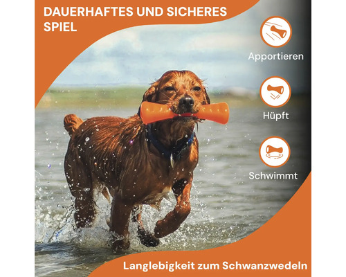 Hund mit Knochen im Maul, apportiert im Wasser