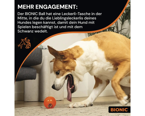 Ein Hund spielt mit einem Bionic Ball, einem Hundespielzeug mit Leckerli-Tasche.