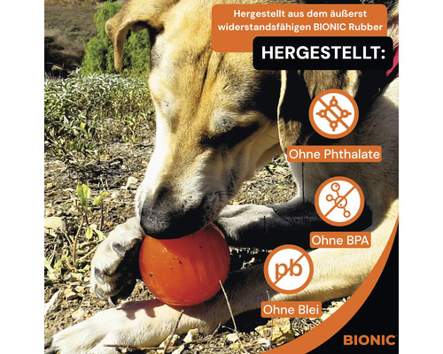 Hund spielt mit einem orangefarbenen Bionic Ball, hergestellt aus widerstandsfähigem Bionic Rubber, ohne Phthalate, BPA oder Blei.