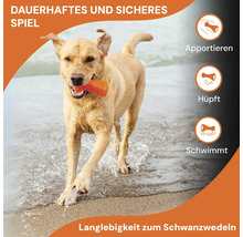 Ein Hund apportiert ein Spielzeug am Strand