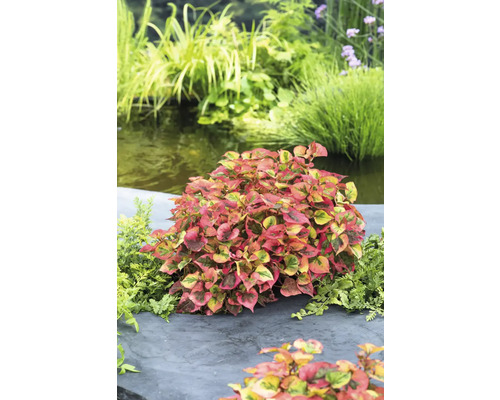 Dreifarbige Gleditschie Staude am Gartenteich