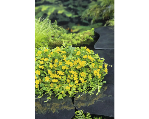 Gelbe Bachnelke auf dunklem Stein in Teichnähe