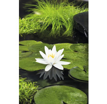 Teichszene mit Seerose, Seerosenblättern und Wasserpflanzen