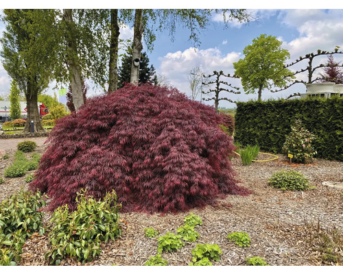Japanischer Ahorn im Garten