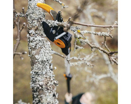 Astschneider beim Beschneiden eines Baumes.