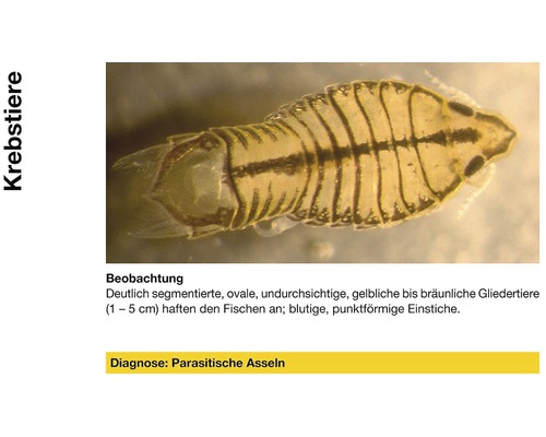 Parasitische Assel zur Diagnose von Krebstieren