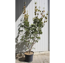 Hartriegelbaum im Topf