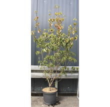 Hartriegel im Topf mit grünen Blättern