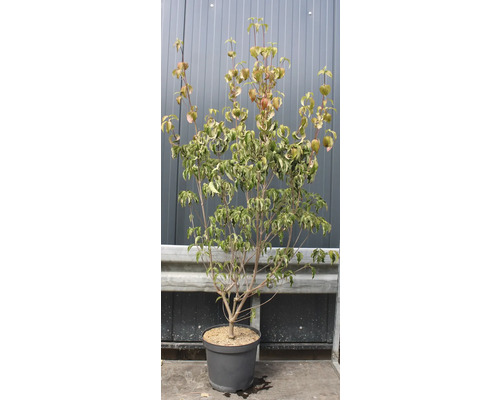 Hartriegel im Topf mit grünen Blättern