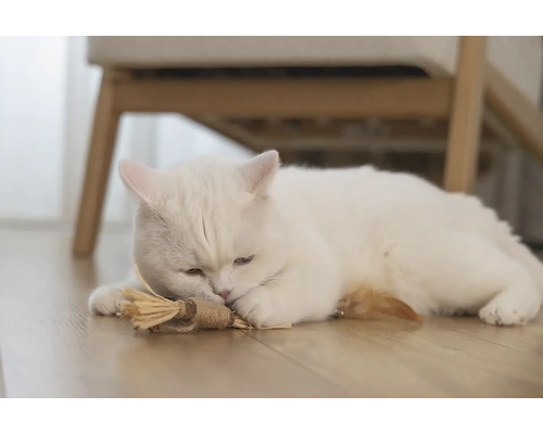 Eine weiße Katze liegt mit einem Katzenspielzeug auf dem Boden.