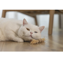 Weiße Katze mit ungleichen Augen liegt auf dem Boden mit einem Katzenspielzeug