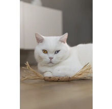 Weiße Katze mit ungleichen Augen liegt auf dem Boden