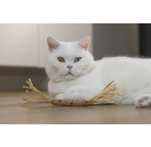 Weiße Katze mit verschiedenfarbigen Augen und Katzenspielzeug