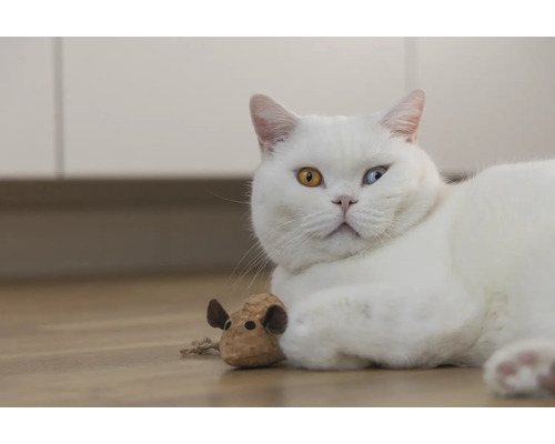 Weiße Katze mit einem Spielzeug auf dem Boden