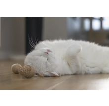 Eine entspannte weiße Katze liegt auf dem Rücken neben Katzenspielzeug.