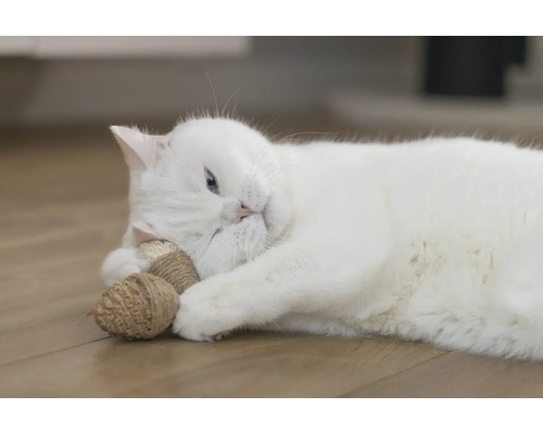 Eine weiße Katze liegt auf dem Boden und spielt mit Katzenspielzeug.