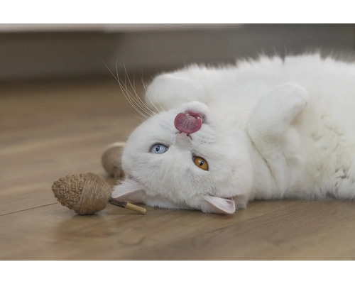 Eine weiße Katze liegt auf dem Rücken und streckt die Zunge heraus, neben ihr ein Spielzeug.
