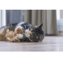 Katze spielt mit Ballspielzeug