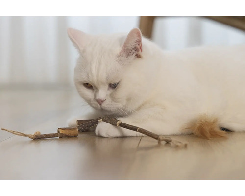 Eine weiße Katze liegt auf dem Boden und spielt mit einem Spielzeug aus Holz.