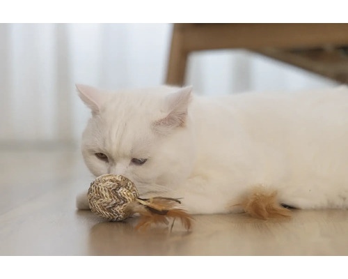 Weiße Katze mit Spielzeugball auf dem Boden