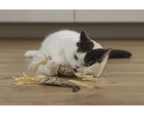 Eine Katze spielt mit einem Katzenspielzeug auf dem Boden.