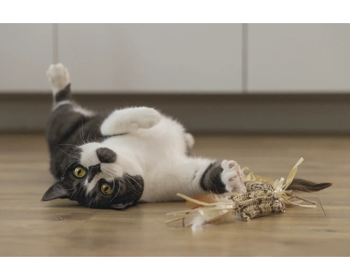 Spielende Katze mit Katzenspielzeug am Boden