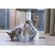 Verspielte Katze mit Fischspielzeug am Boden