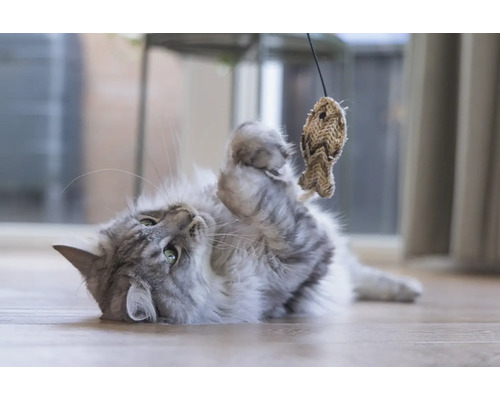 Verspielte Katze mit Fischspielzeug am Boden