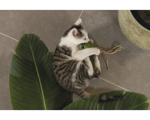 Ein junges Kätzchen spielt mit einem Spielzeug auf einem Blatt