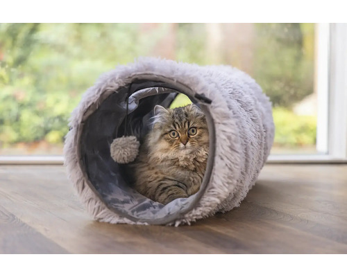 Katze im Katzentunnel