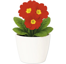 Primel in einem weißen Blumentopf